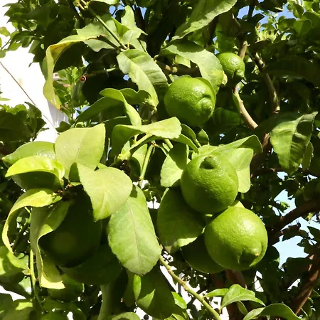 Nueva 21 Menyber 네르하